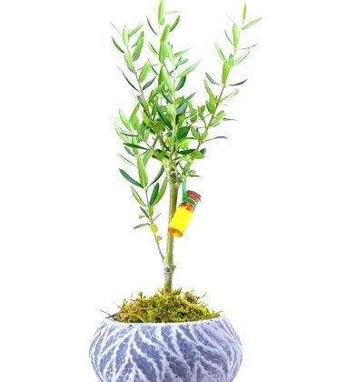 Zeytin Bonsai