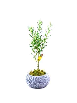 Zeytin Bonsai