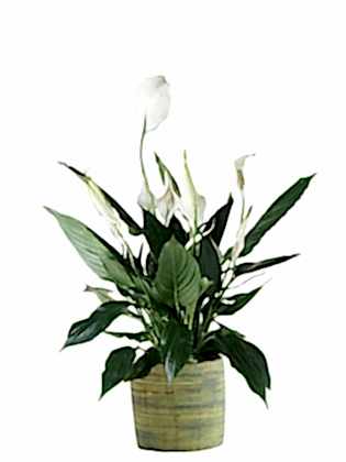 Spathiphyllum Saksı Çiçeği