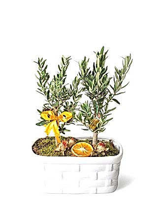 Seramikte İkili Zeytin Ağacı 