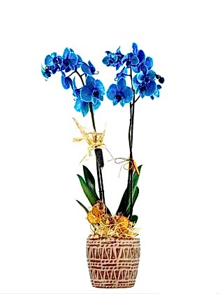 Mavi Orkide Blue Leaf Blue Orchid