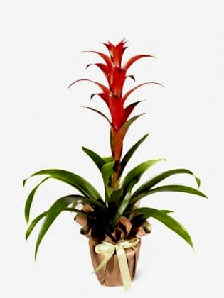 Guzmania Amoretto