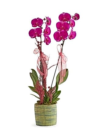 Fuchsia Orchid Design