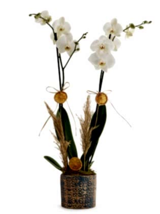 Premium 2 Dal White Orkide