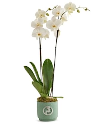 Green Orchid