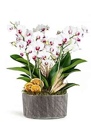 Deluxe White Orchid