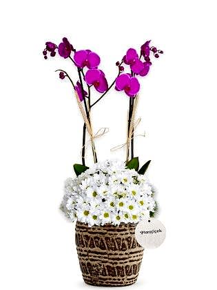 Double Sweet Purple Orkide