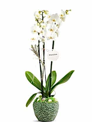 Double White Orkide