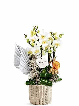 White Multi Midi Orkide