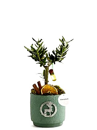 Zeytin Ağacı Tasarımı