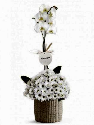Blessing Orchid