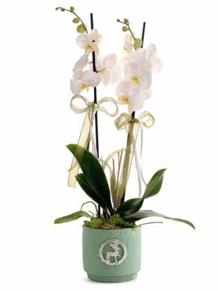 Charming White Orchid