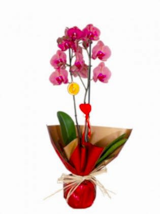 Fire Orchid